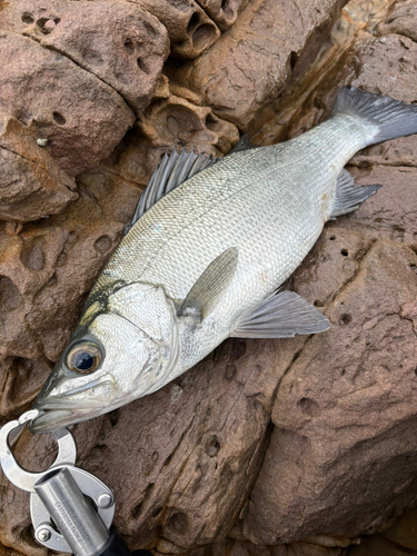 ヒラスズキの釣果