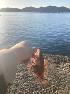 オオモンハタの釣果