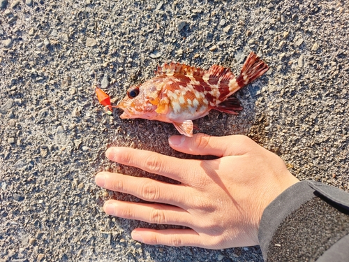 カサゴの釣果