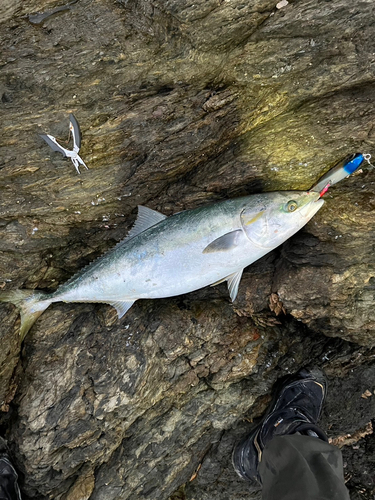 ハマチの釣果