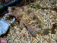 アコウの釣果