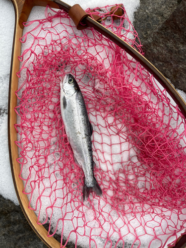 ヒメマスの釣果