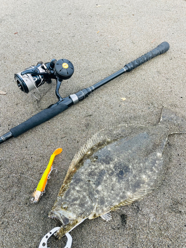 ヒラメの釣果