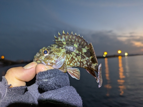 カサゴの釣果