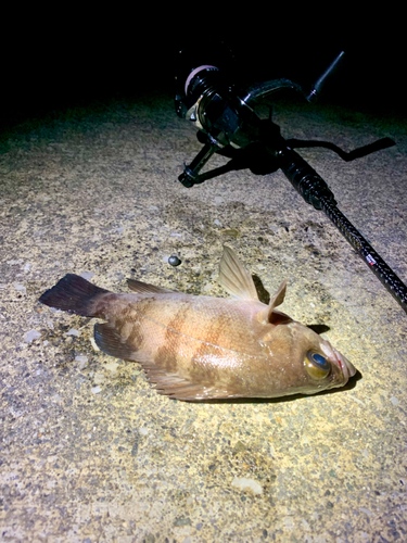 シロメバルの釣果