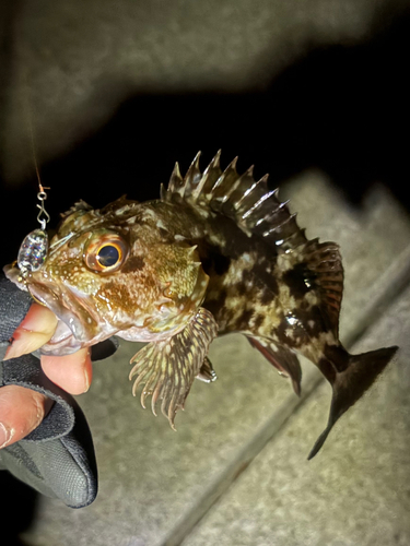 カサゴの釣果