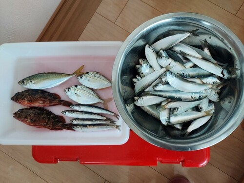 コトヒキの釣果