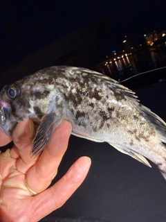 クロソイの釣果