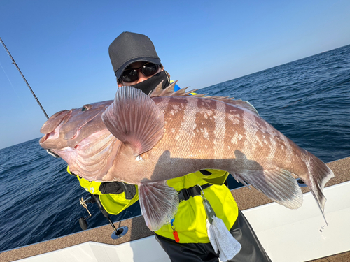 マハタの釣果