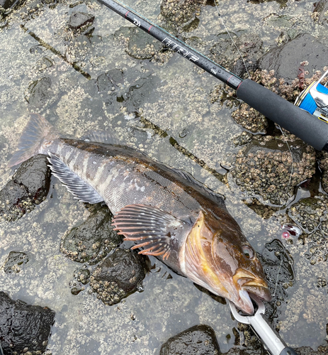 アイナメの釣果