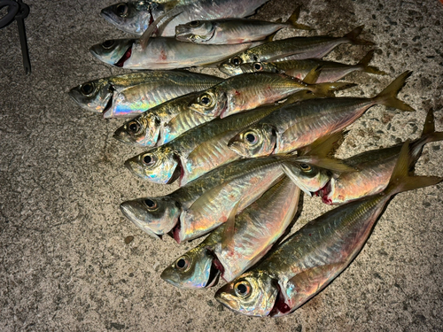 アジの釣果