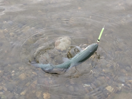 ニジマスの釣果