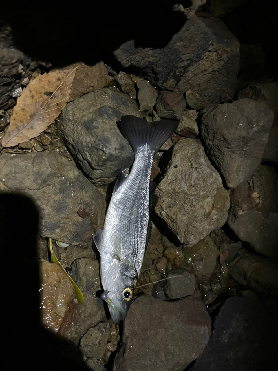 SHIMANO 17ソアレ CI4+ アジング S408UL-Sの最安値・インプレ