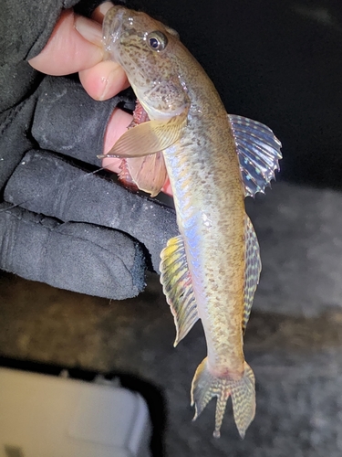 ハゼの釣果