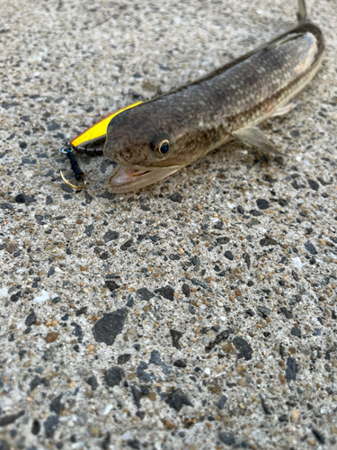 マエソの釣果