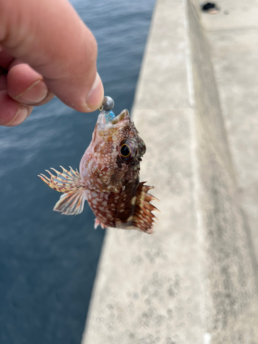 アラカブの釣果