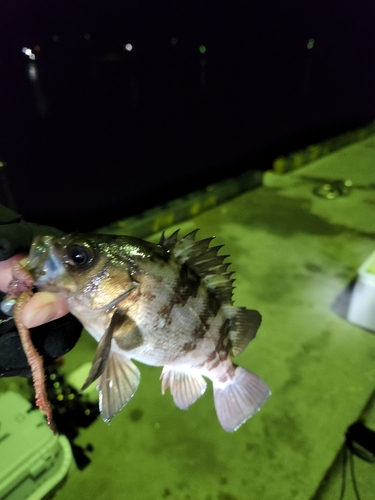 シロメバルの釣果