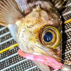 シロメバルの釣果