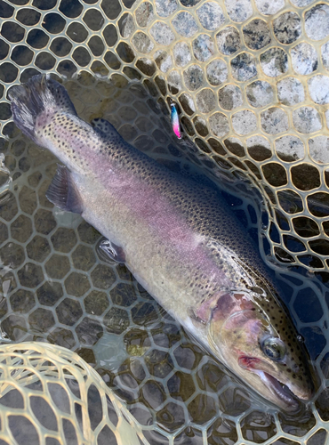 ニジマスの釣果