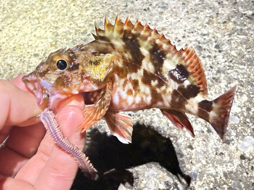 カサゴの釣果