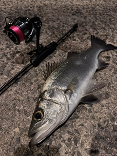 フッコ（ヒラスズキ）の釣果