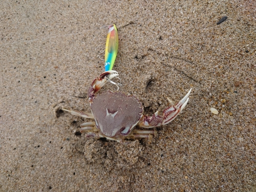 カニの釣果