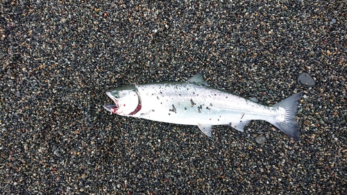 サクラマスの釣果