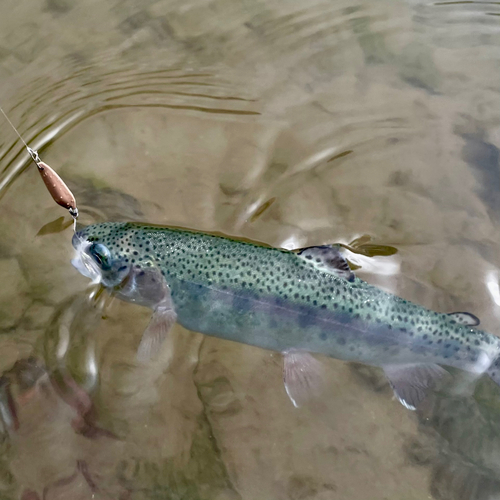 ニジマスの釣果