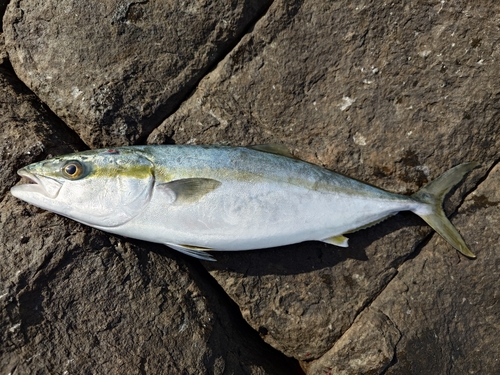 ヤズの釣果