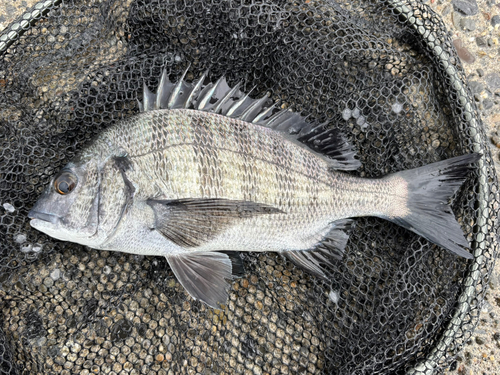 クロダイの釣果