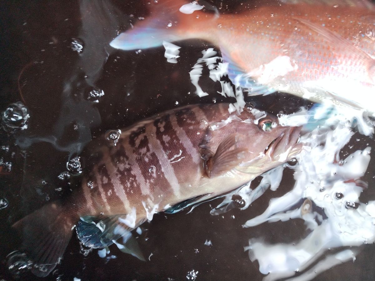 安蔵 慎之介さんの釣果 2枚目の画像