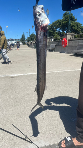 オニカマスの釣果