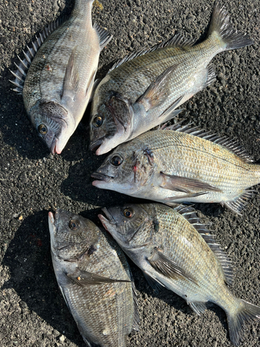 クロダイの釣果