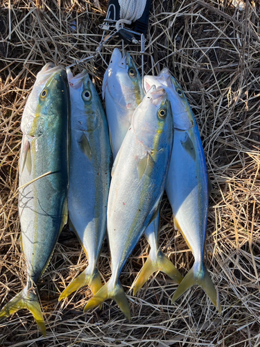 イナダの釣果