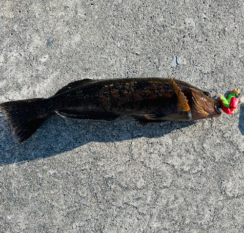 アイナメの釣果