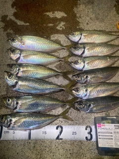 アジの釣果