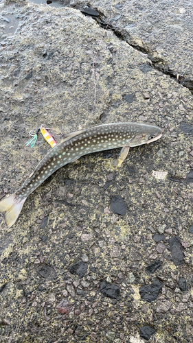 アメマスの釣果