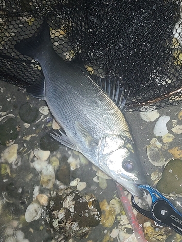 表浜名湖