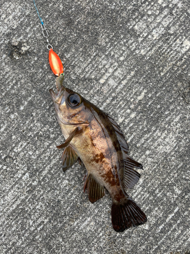 メバルの釣果