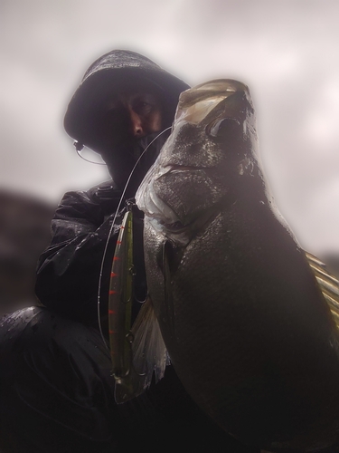 ヒラスズキの釣果