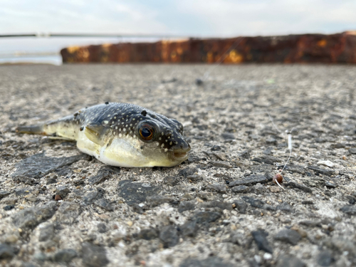 ガシラの釣果