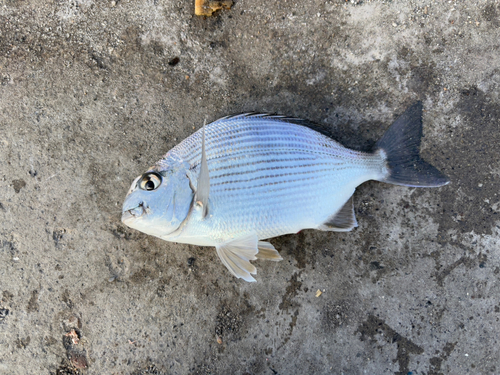 ヘダイの釣果