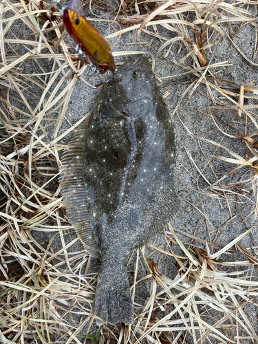 ソゲの釣果