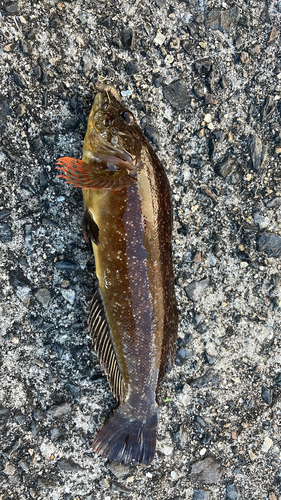 アイナメの釣果