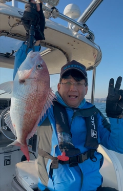 マダイの釣果