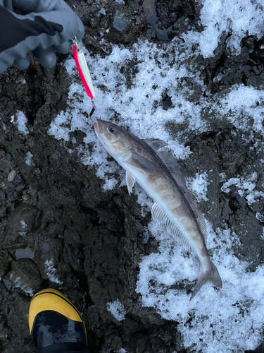 ホッケの釣果