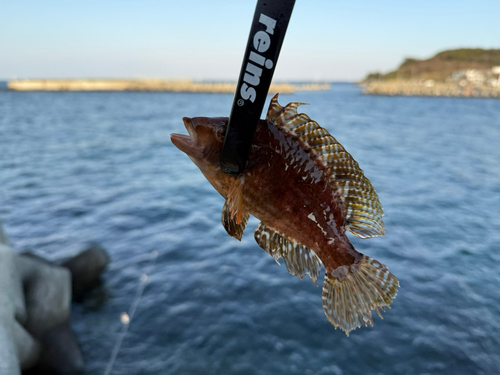 オハグロベラの釣果