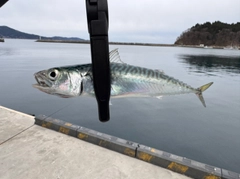 サバの釣果