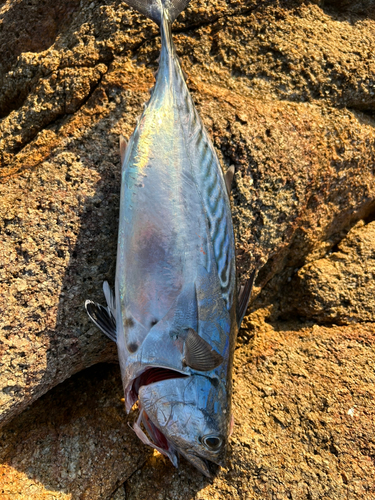 スマガツオの釣果