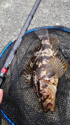 タケノコメバルの釣果